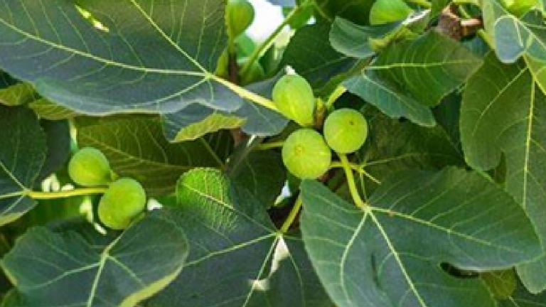 Le saviez-vous ? Les feuilles de figuier se mangent et regorgent de bienfaits pour la santé
