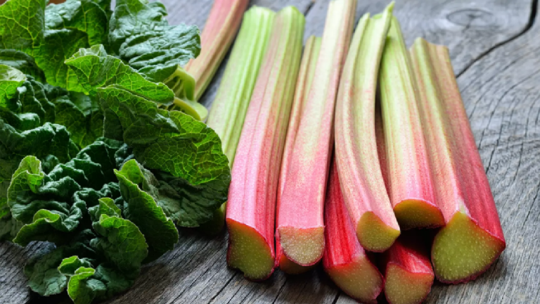 Quels sont les bienfaits de la rhubarbe ?